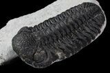 Bumpy Morocops Trilobite With Nice Eye Facets #79848-2